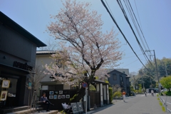 さくら