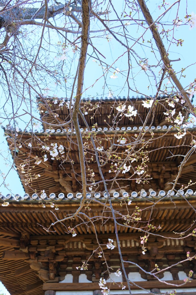 三渓園の3重塔