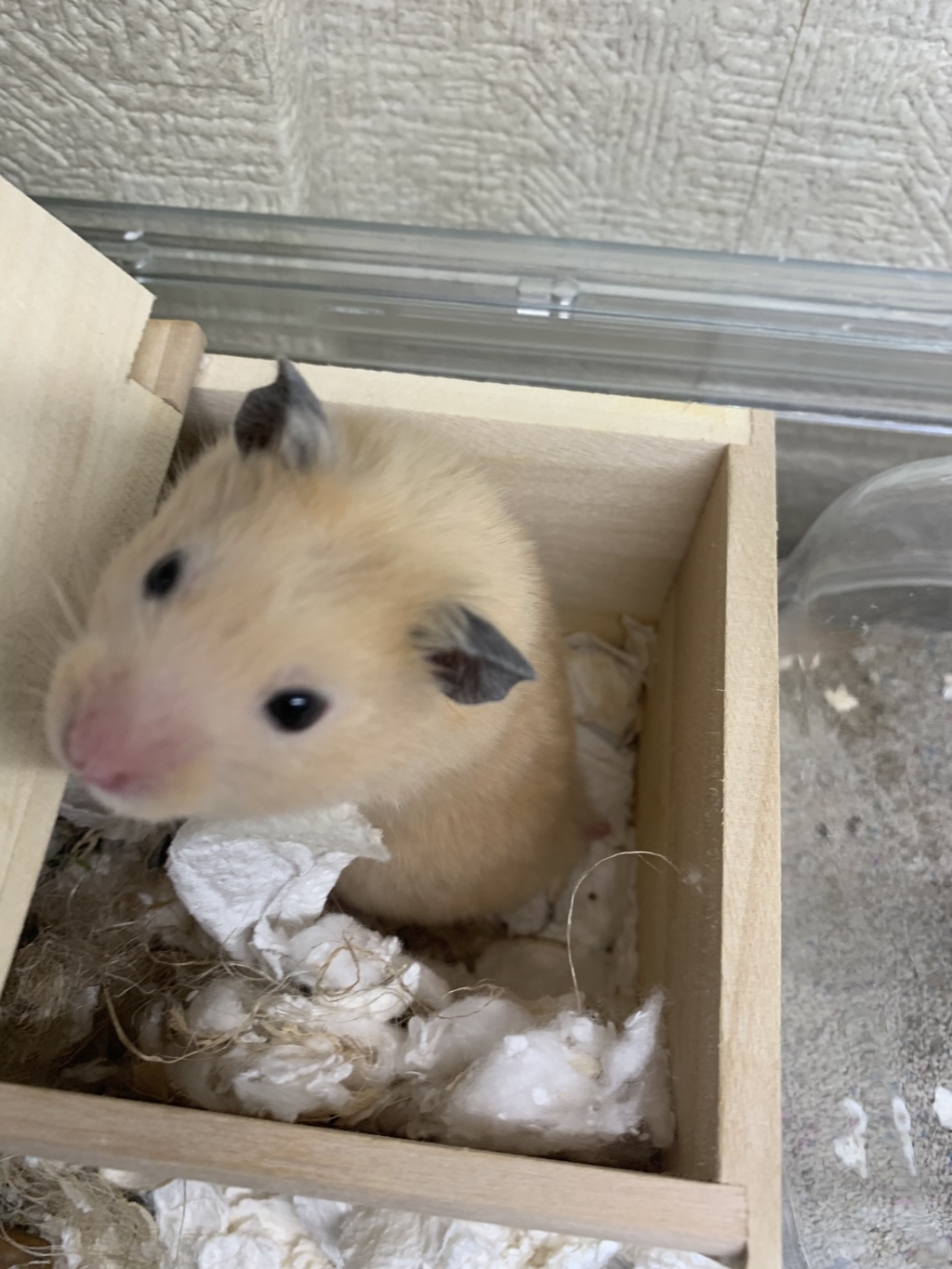 おハム