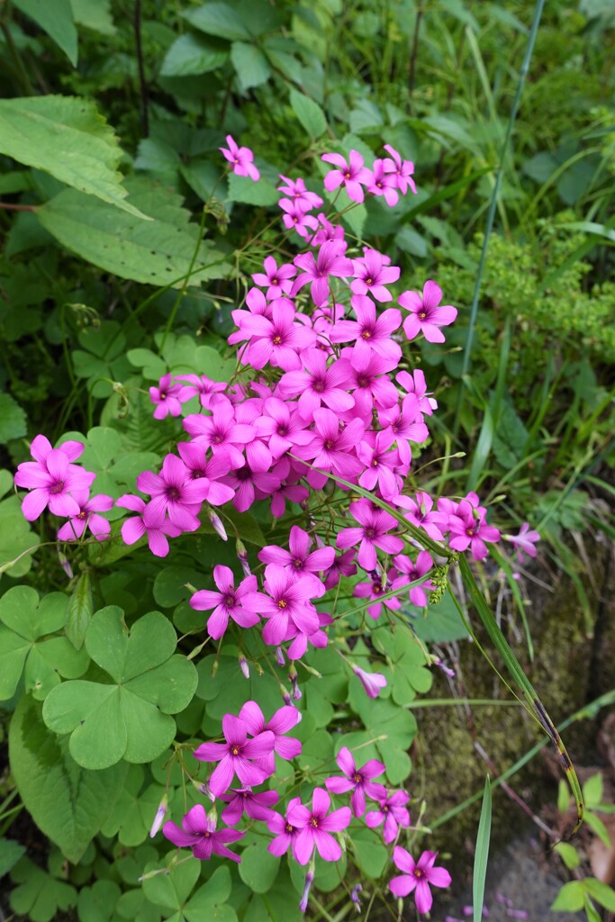 何の花？