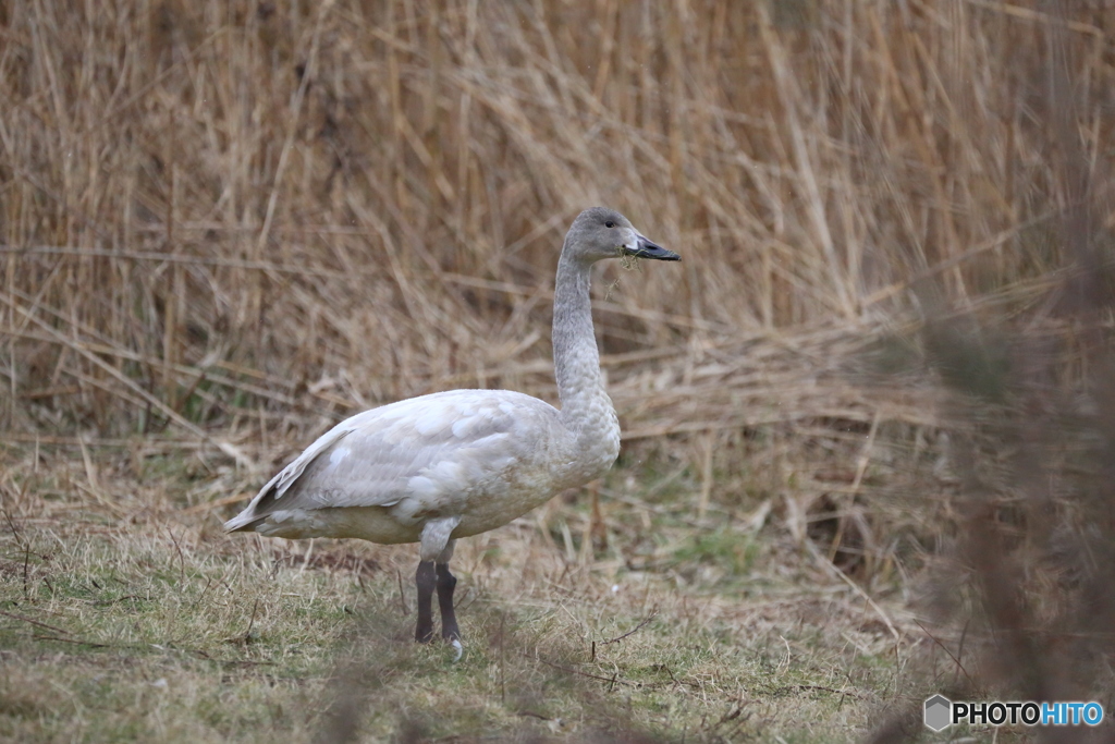 白鳥　2018