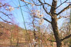 梅