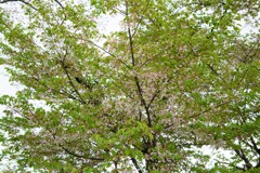 葉桜