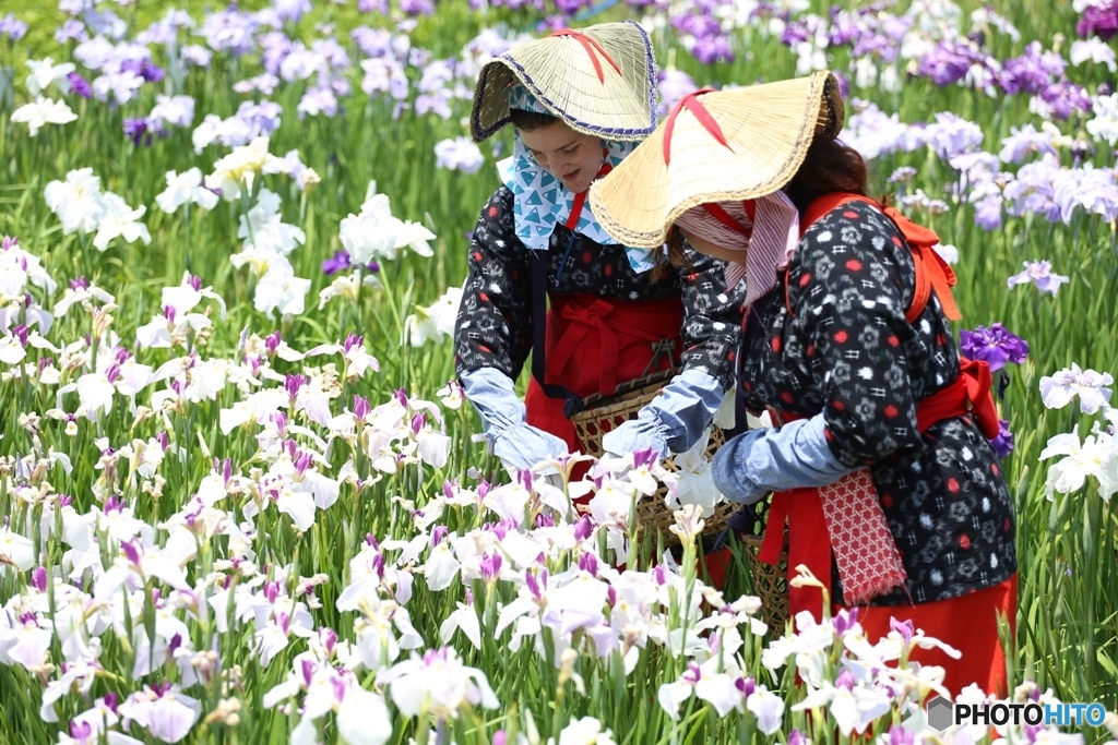 菖蒲