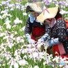 菖蒲