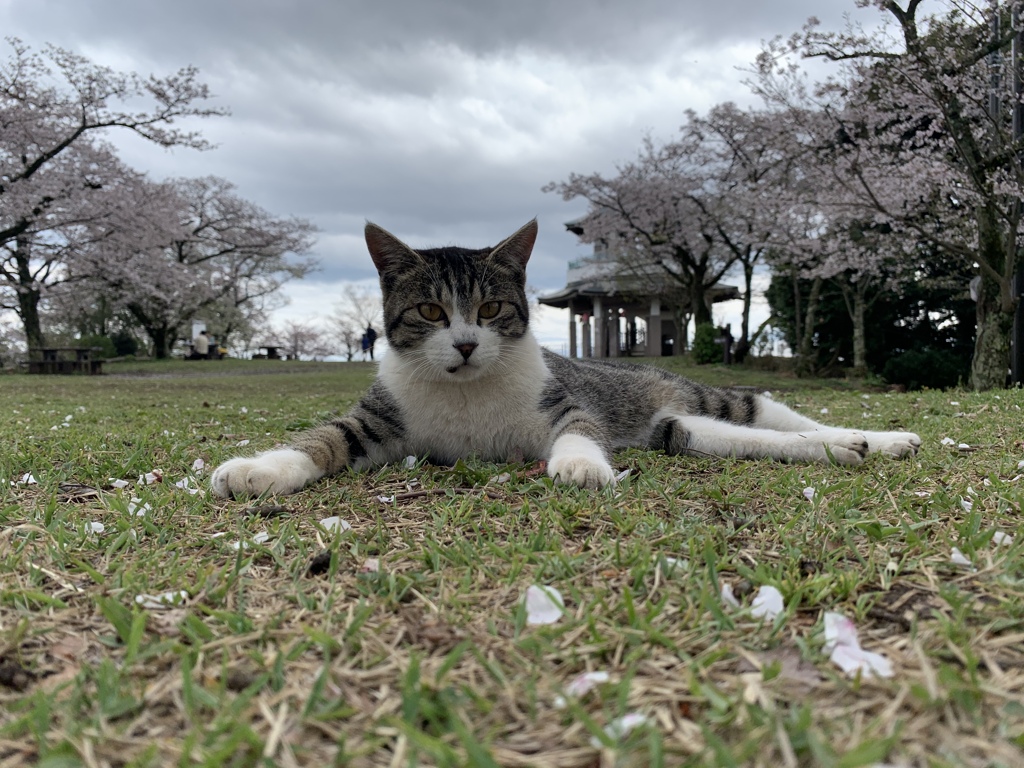 にゃんだと～