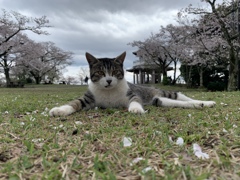 にゃんだと～