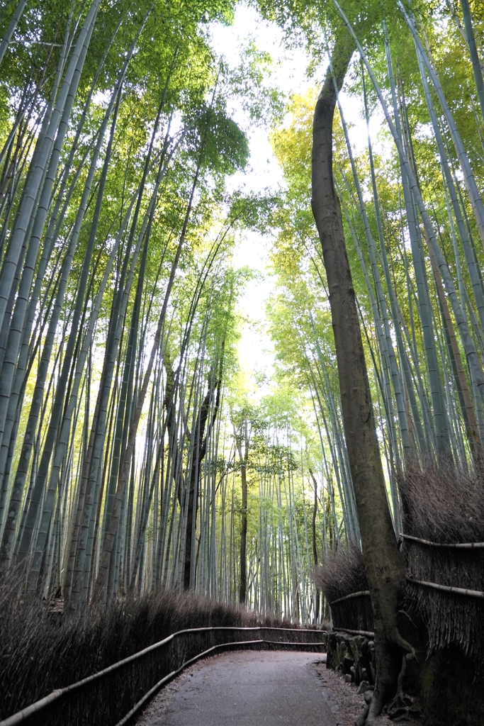 京都の竹林