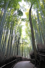 京都の竹林