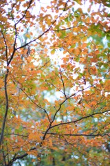 紅葉キレイ