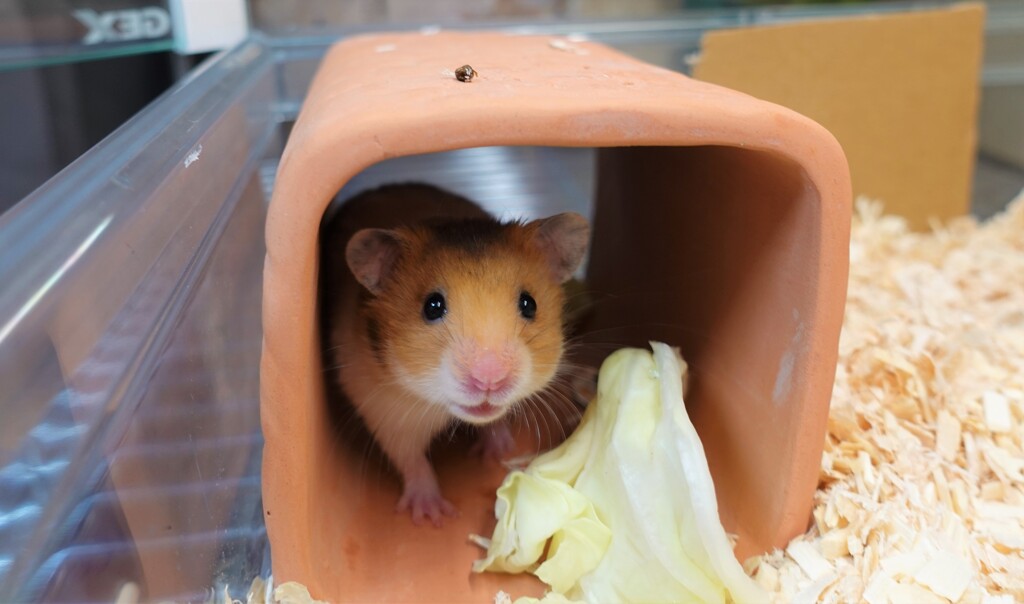 今起きたよ～　ハムスターです