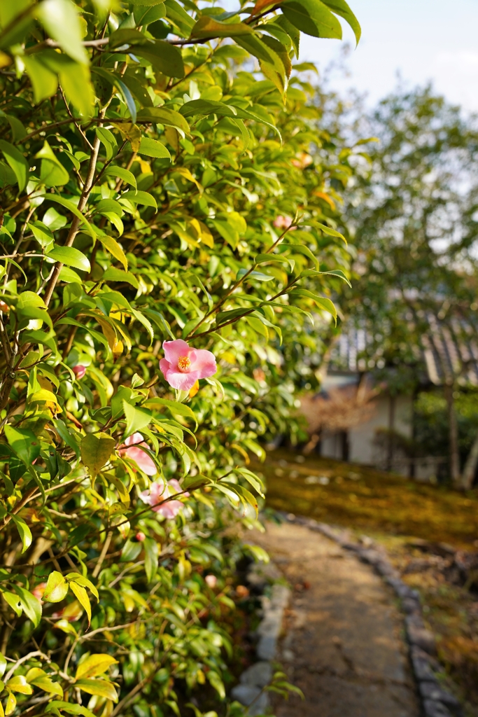 京都にて