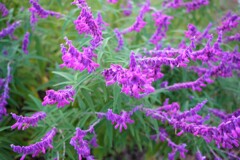 何の花だろう？？