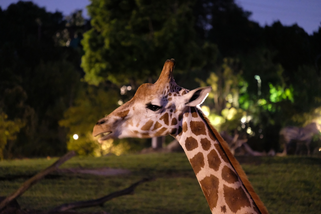 キリンも夜の方がむしゃむしゃしてます