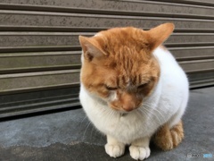 うつむく猫