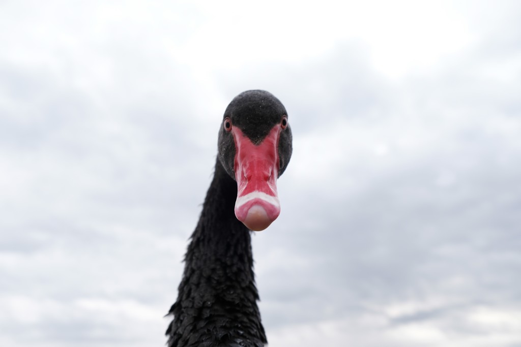 ブラックスワン