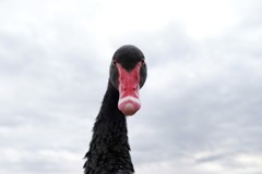 ブラックスワン