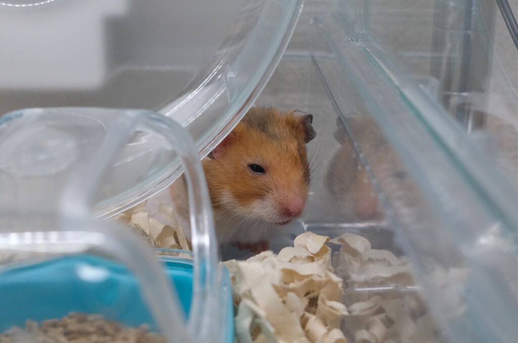 眠いです