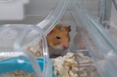 眠いです