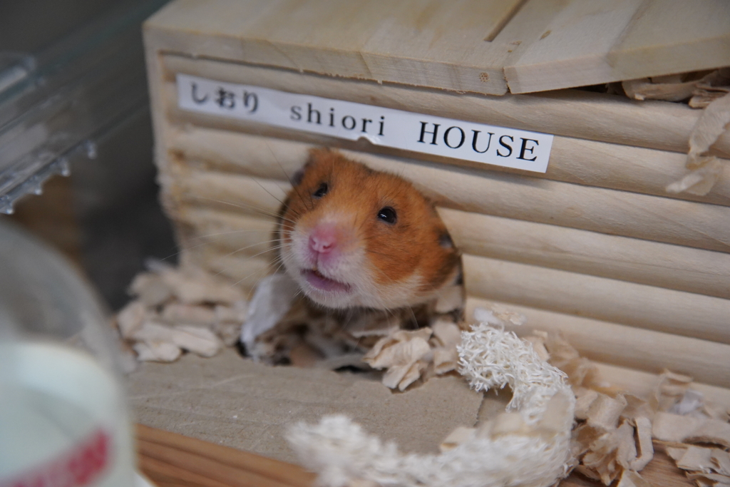 おはよ～