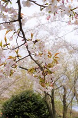 さくらさくら