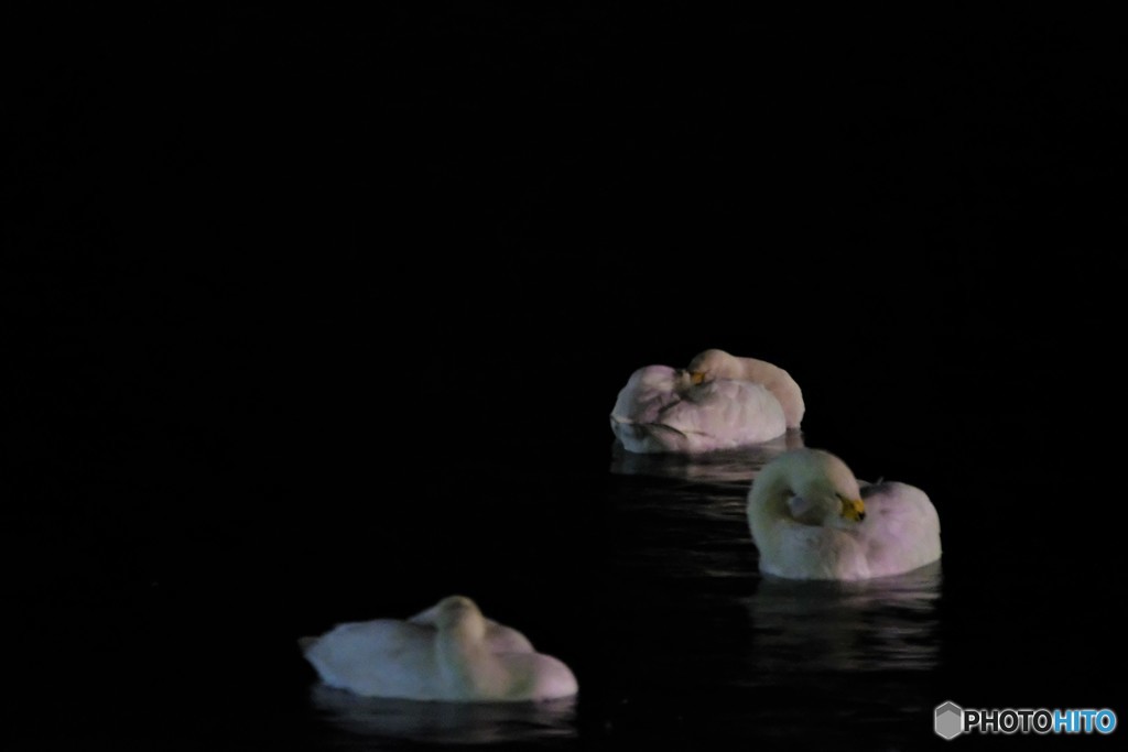 白鳥の睡眠　2019年 夜も「クァ〜クァ〜」って寝言なのかw