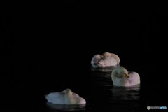 白鳥の睡眠　2019年 夜も「クァ〜クァ〜」って寝言なのかw