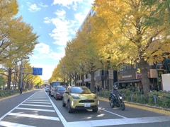 イチョウ並木