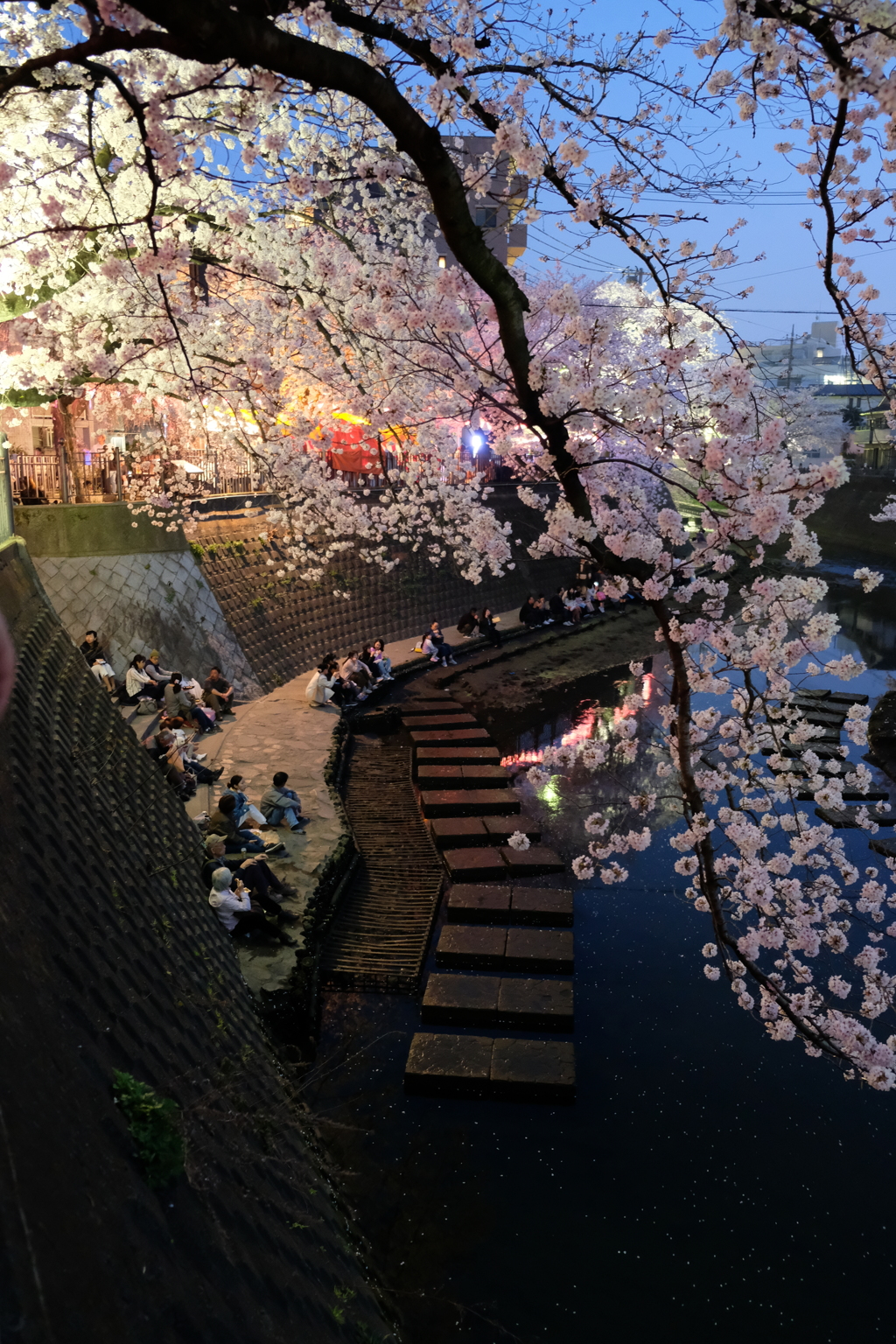 大岡川の桜