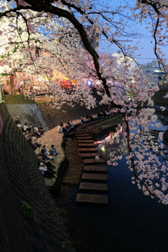 大岡川の桜