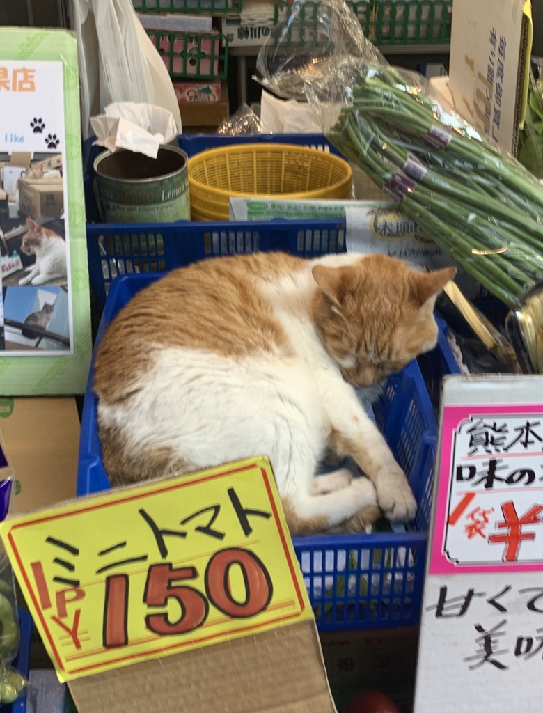 今日も猫型のミニトマトは150円でした