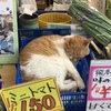 今日も猫型のミニトマトは150円でした
