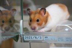 マンインザミラーですな、、ハムちゃん！！
