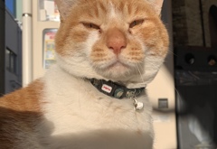 朝陽がまぶしいにゃん