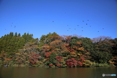 亀山湖　紅葉　2017