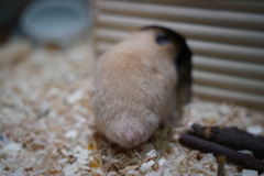 帰還