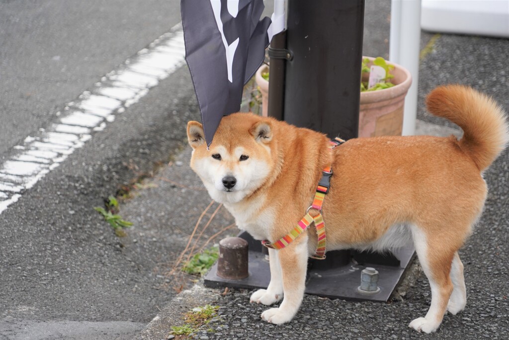シッポが丸くなっているけど気にしないでね