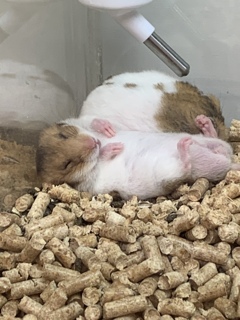かわいいハムハム