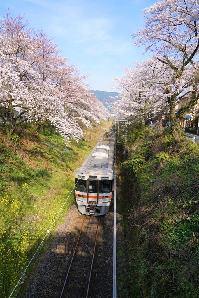 山北の桜と御殿場線