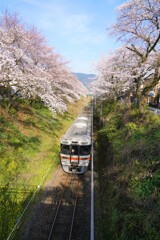 山北の桜と御殿場線
