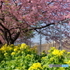 三浦　河津桜　2018