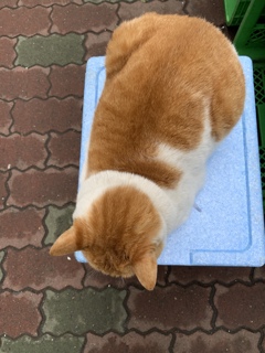 ねこ店長はいつものように売る気ないです