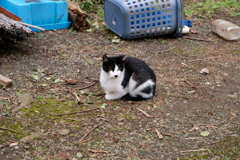 にゃんとねえ