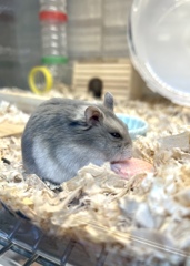 はむちゃんウエハース美味しいよね