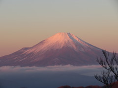 紅富士