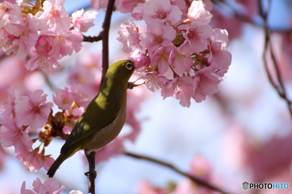 メジロ　口が桜の花になっちゃった。。