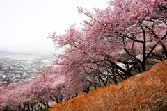 松田山の河津桜