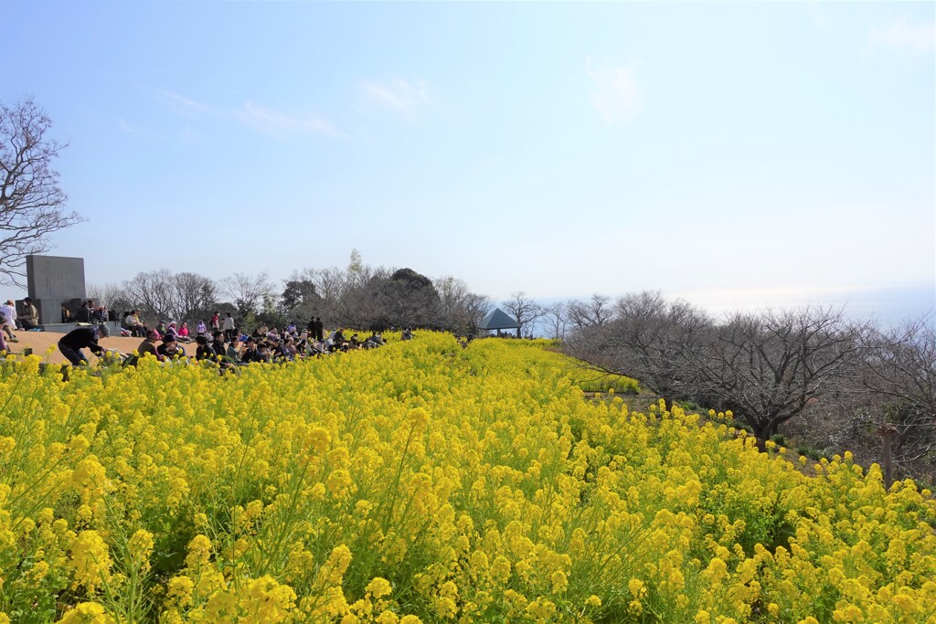 吾妻山の菜の花