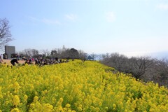 吾妻山の菜の花