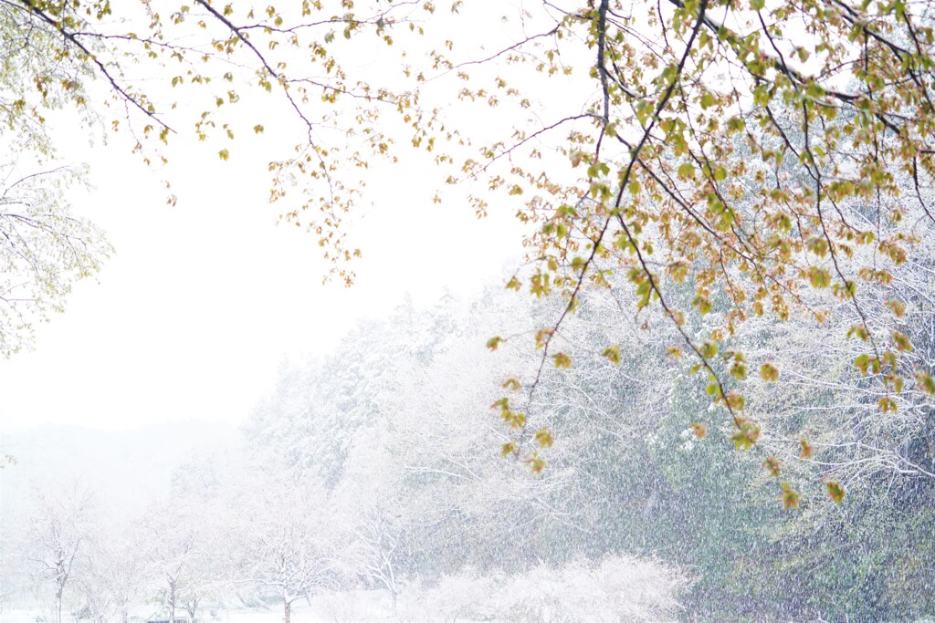 春なのか冬なのか桜なのか？？
